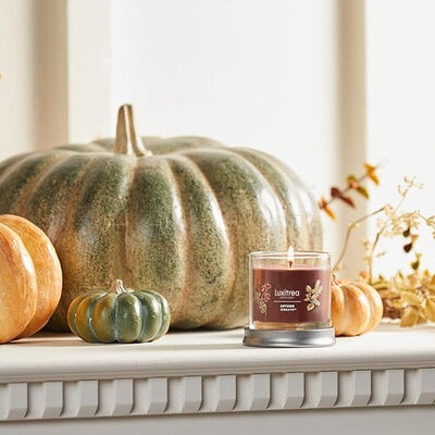 Fir Amber Bottled Up Scented Candles 35 Hours 10 Oz Guaiac Wood Candle